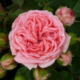 Роза флорибунда Кимоно С3,5