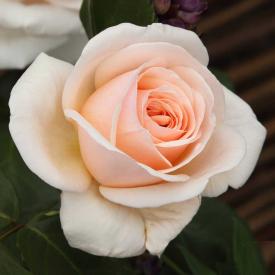 Роза чайно-гибридная Кураж C7 h30-40 см