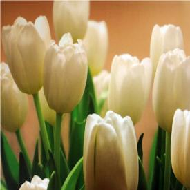 Фотообои бумажные Белые тюльпаны 232 294/201 (9л)