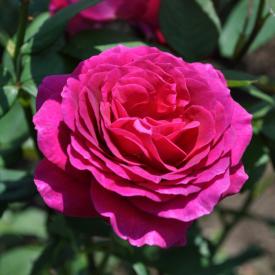 Роза чайно-гибридная Биг Пепл С3,5