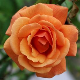 Роза чайно-гибридная Вуду С3,5