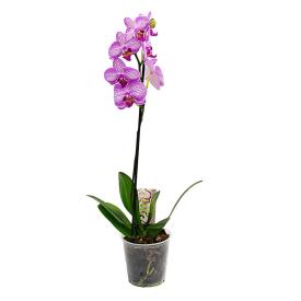 Орхидея Фаленопсис микс 1 ст d12 см