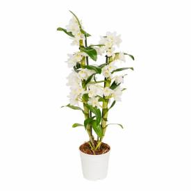 Орхидея Дендробиум Нобиле белый 2 ст d12 см