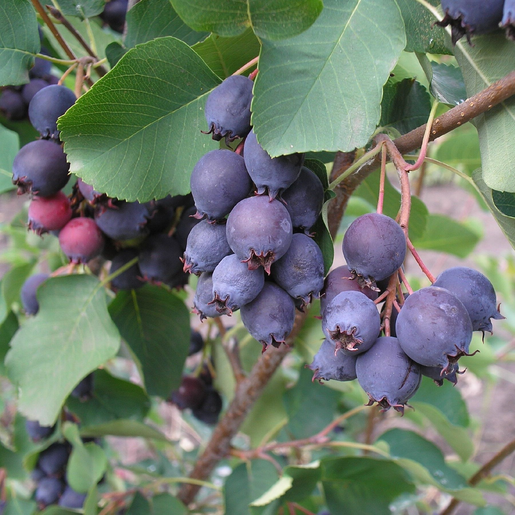 Ирга Красноярская С7