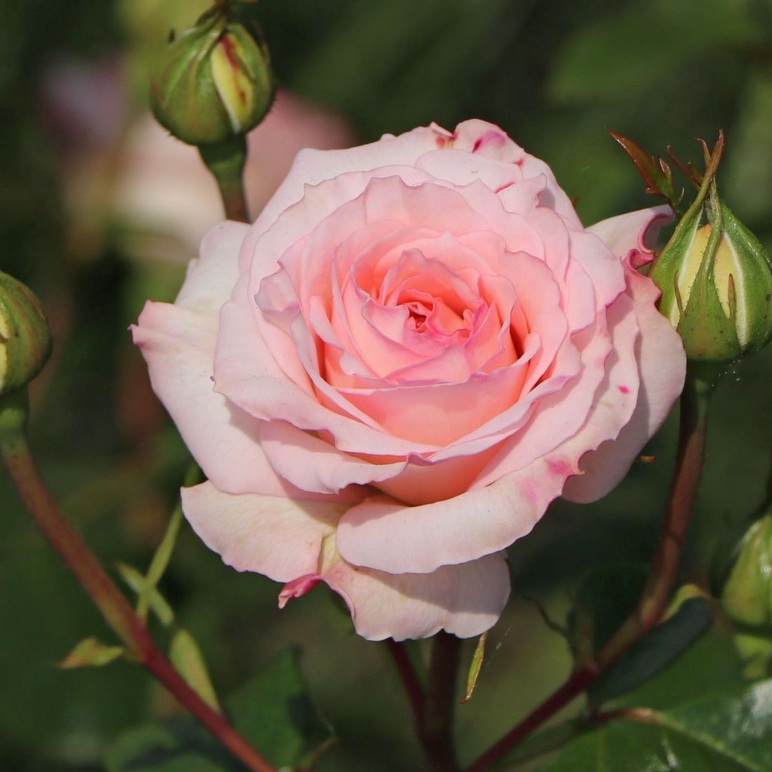 Роза чайно-гибридная Бель Роуз С7/С10