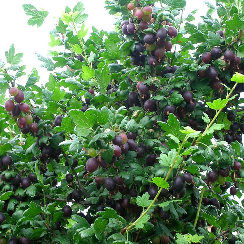 Крыжовник Черномор ЗКС