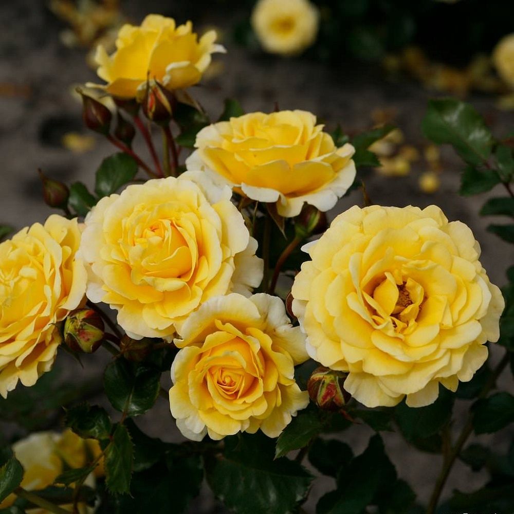 Роза флорибунда Санмейд C7 h30-40 см