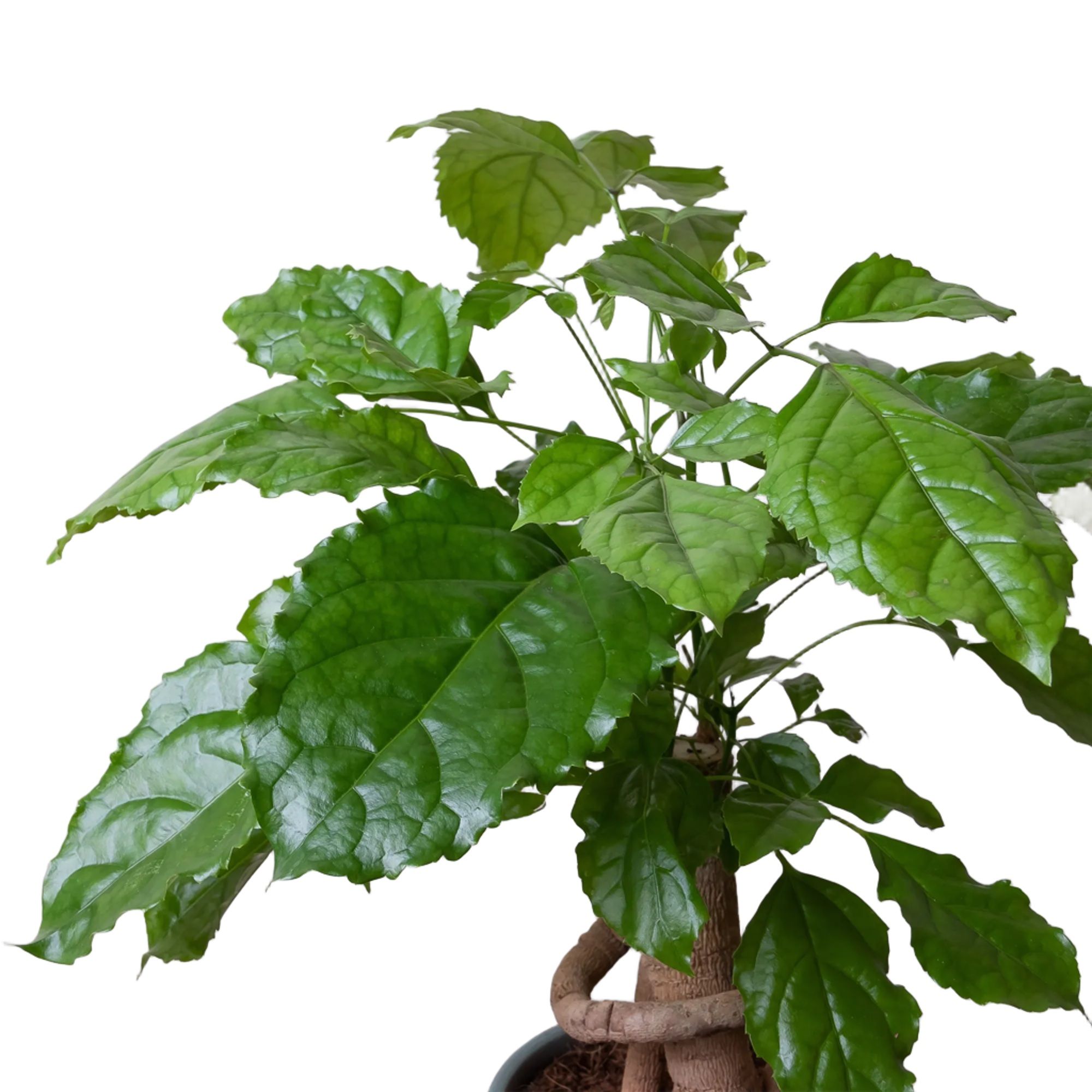 Радермахера в керамике d15 см