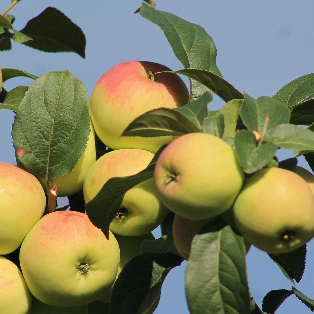 Яблоня летняя Июльское Черненко V7