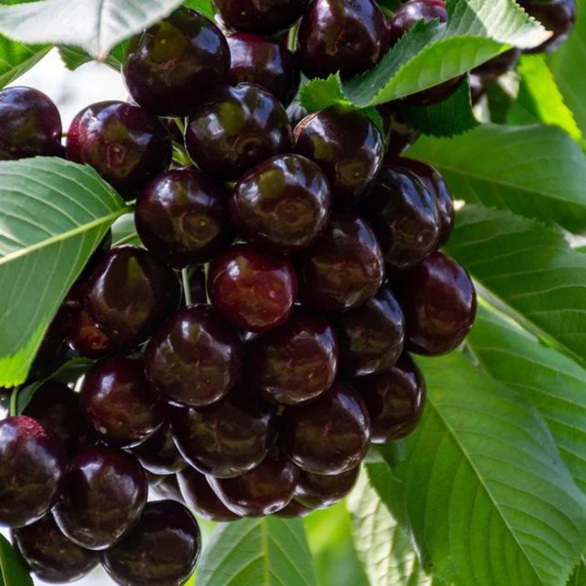 Вишня Шоколадница ц/к