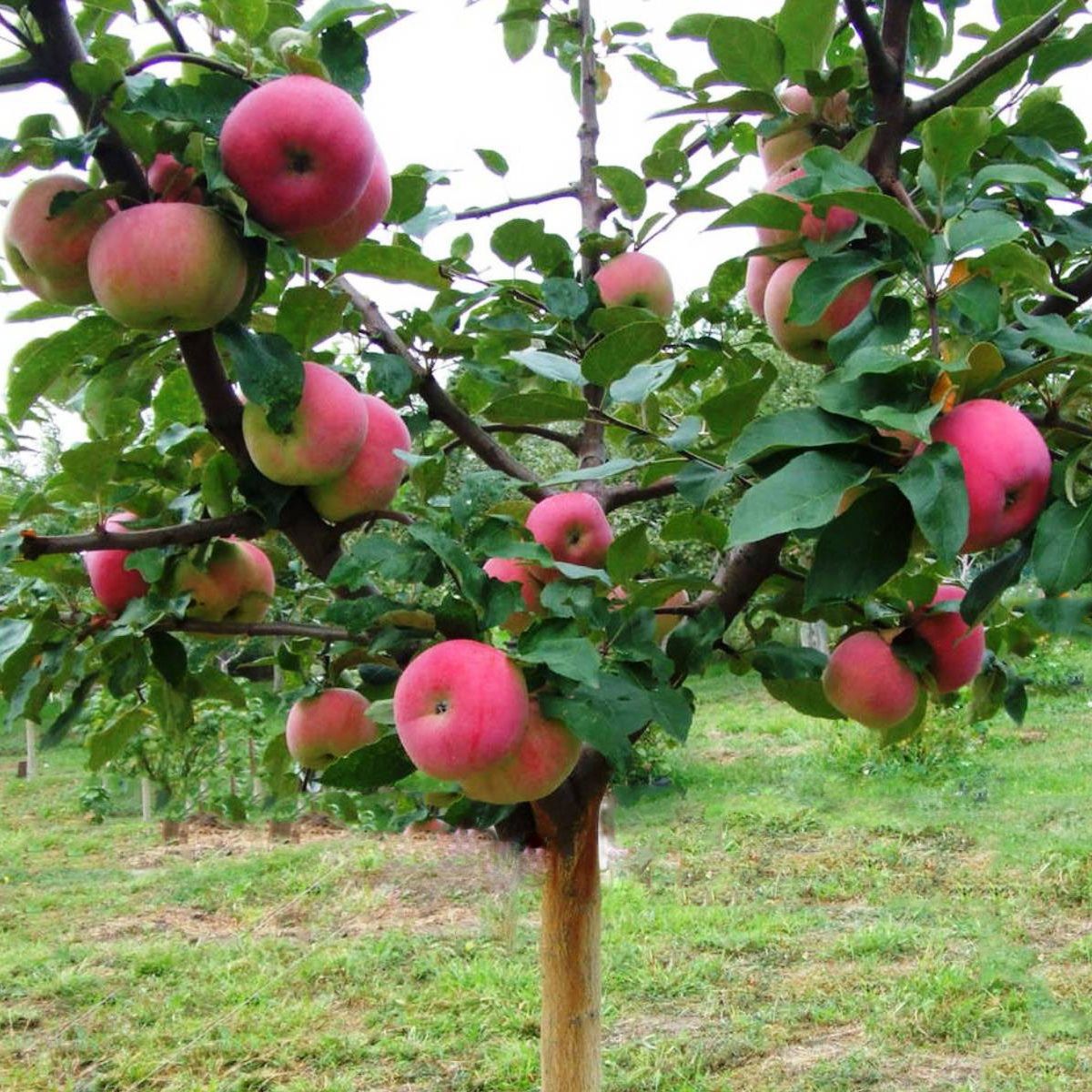 Яблоня полукарлик зимняя Свежесть ЗКС