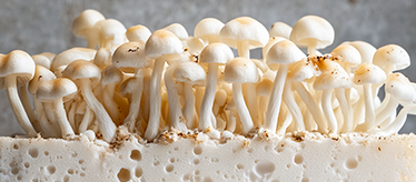 Мицелии грибов