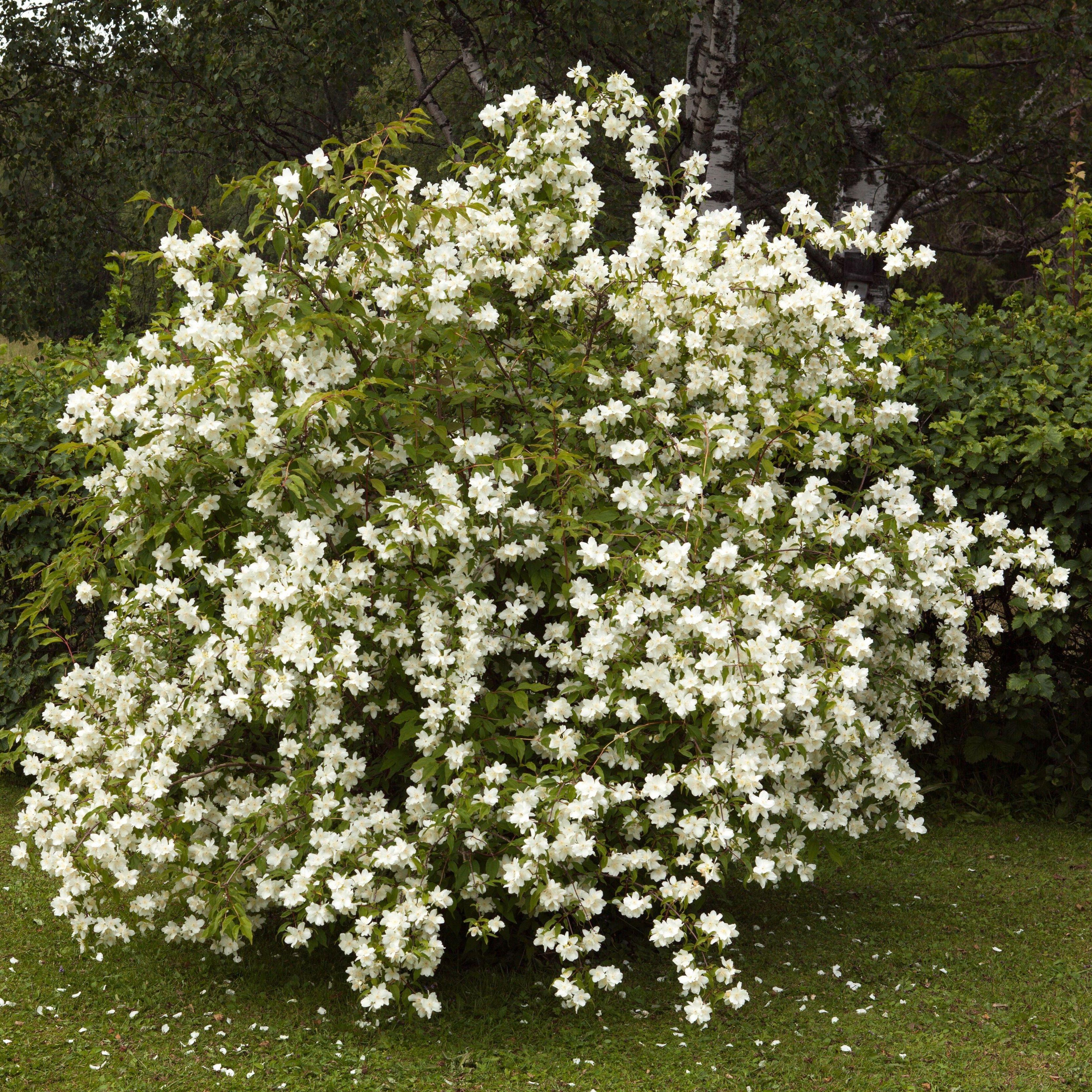 Чубушник (Жасмин садовый) С2