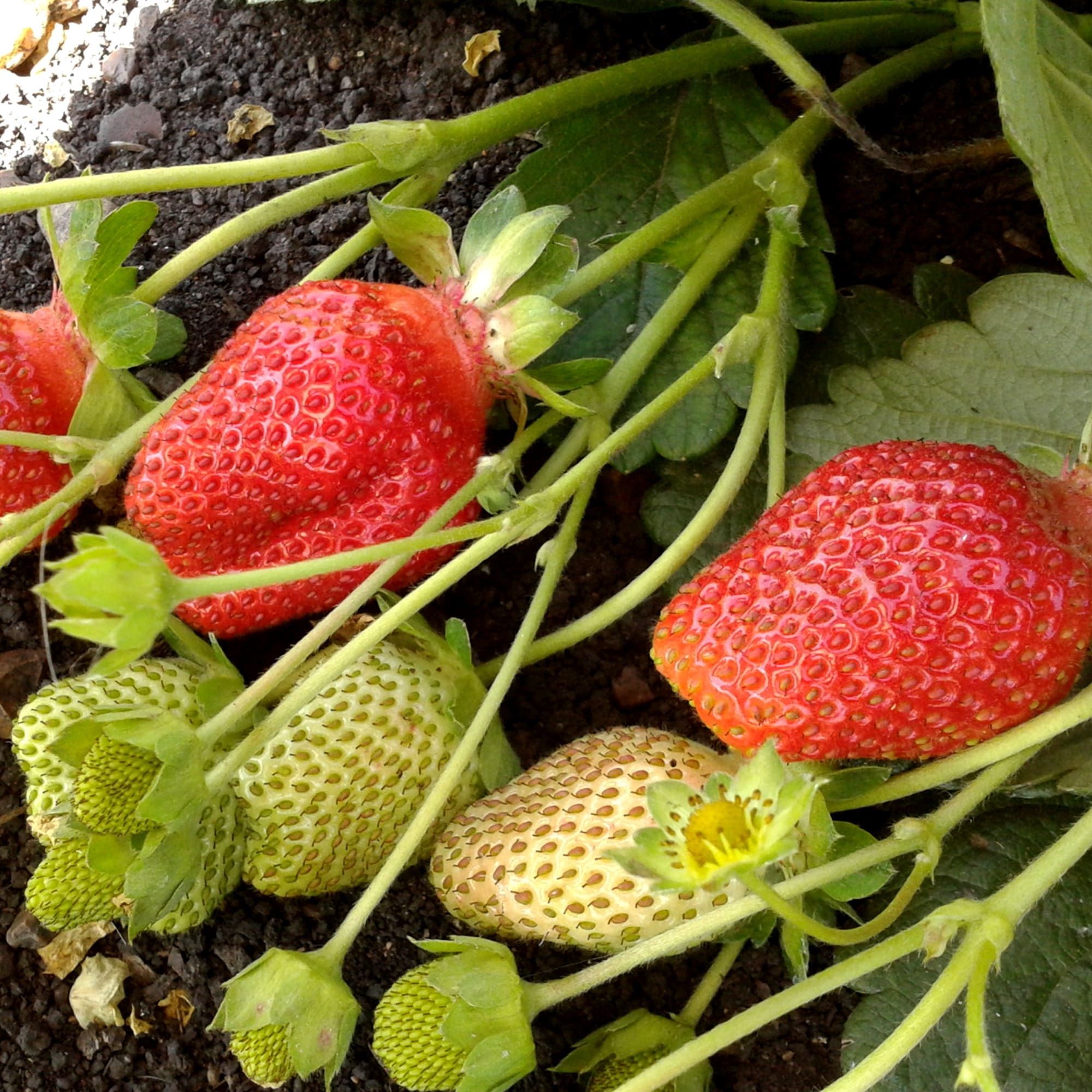 Рассада Земляника ремонтантная Вима Рина Р9