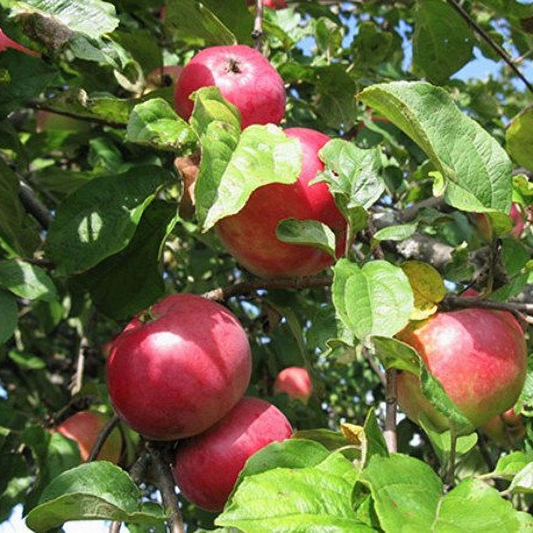 Яблоня зимняя Звездочка С7