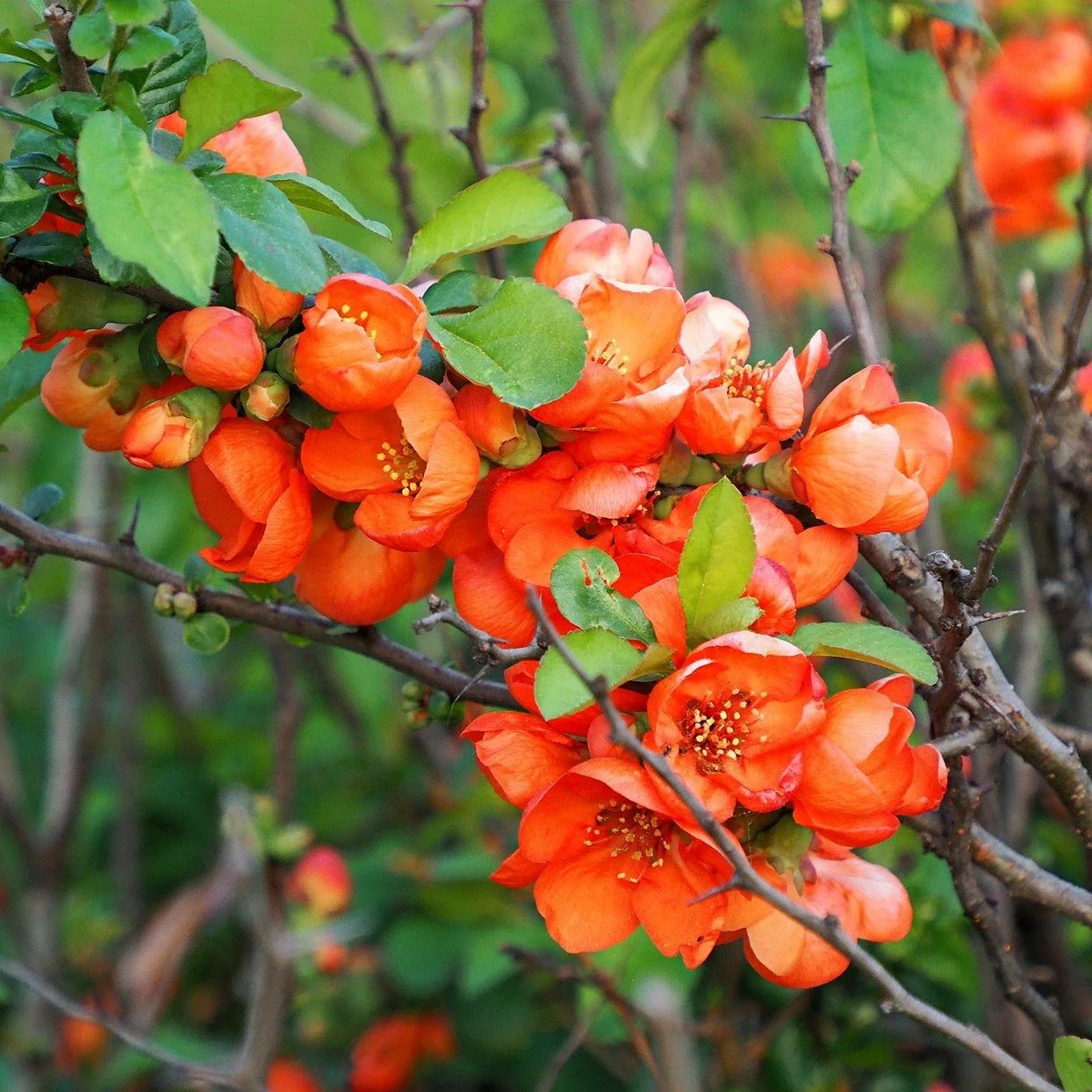 Айва японская ЗКС