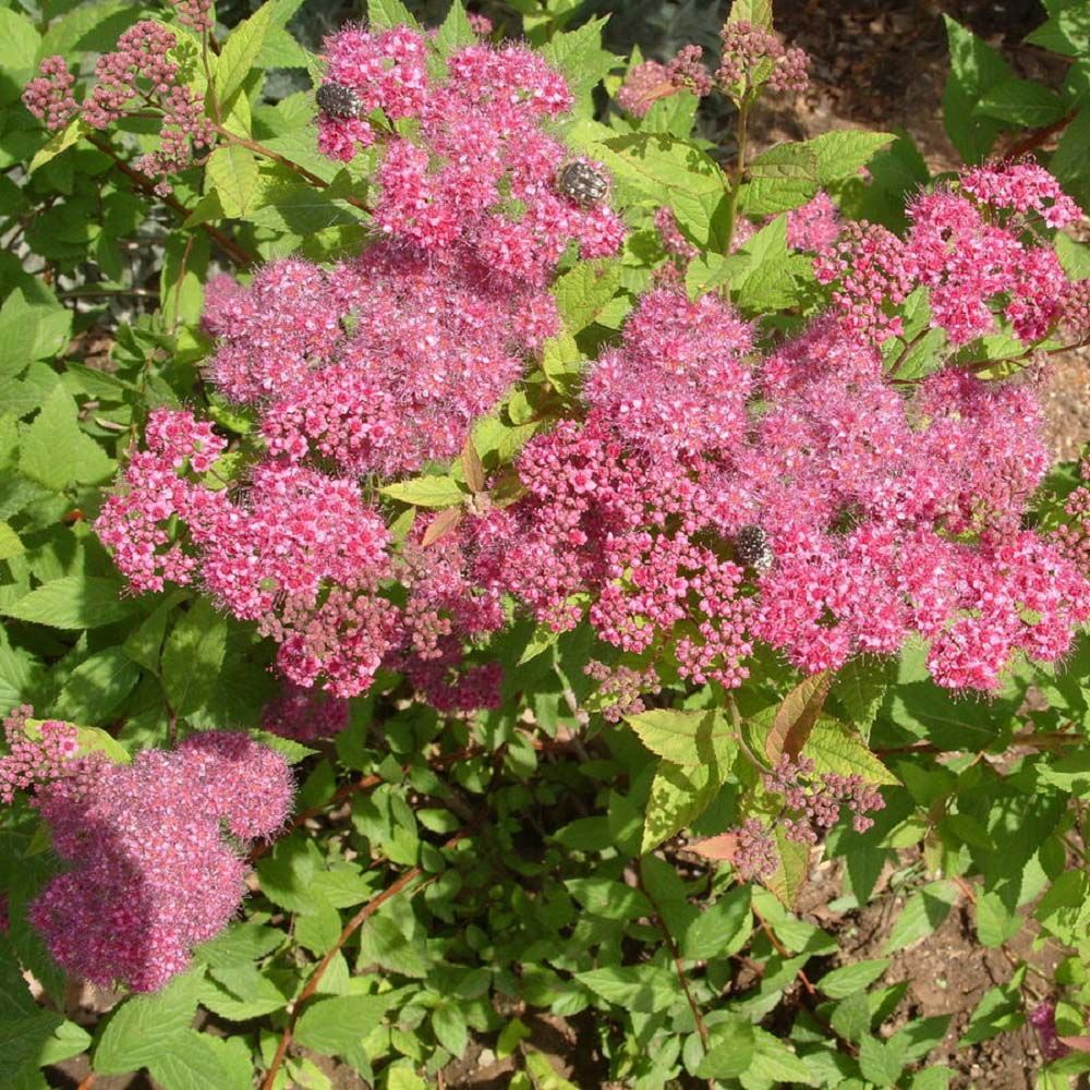 Спирея летнецветущая С2