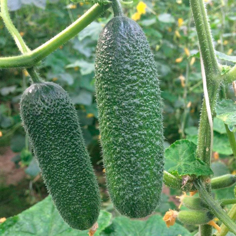 Огурец адам F1 п-к ЦВ