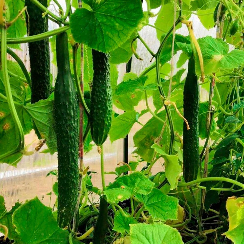 Огурец Любимец Конфуция F1 (А) ц/п