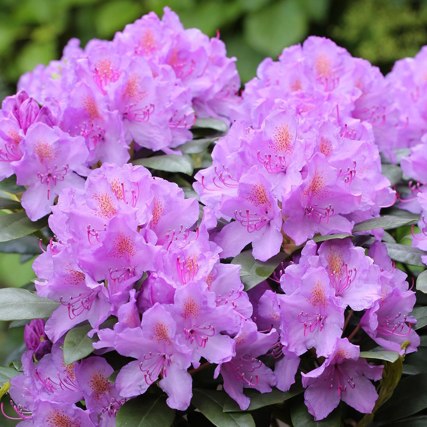 Рододендрон катевбинский Германия ц/к