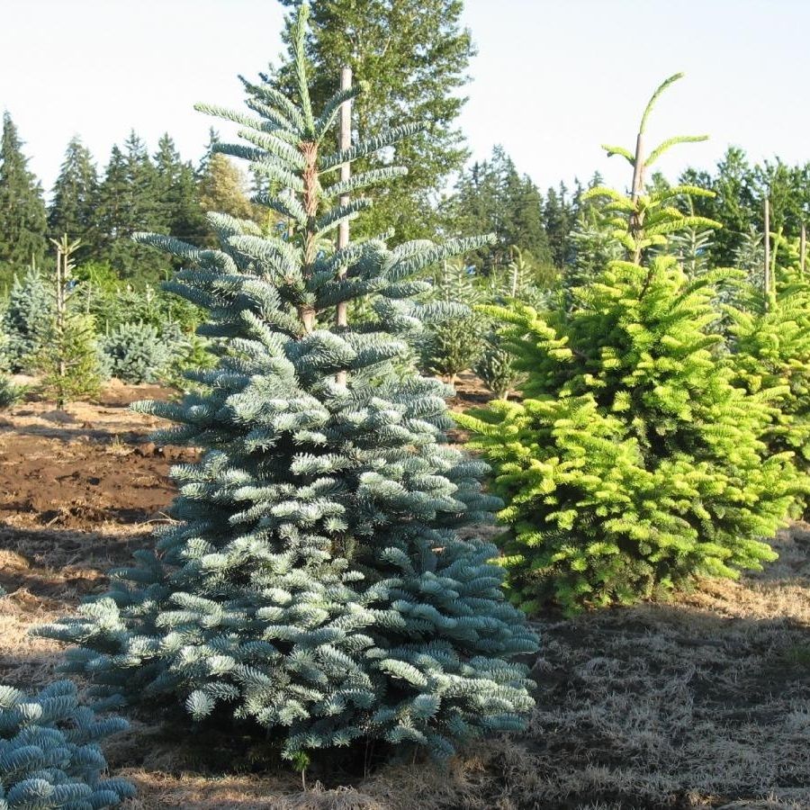 Пихта высокорослая Глаука V5