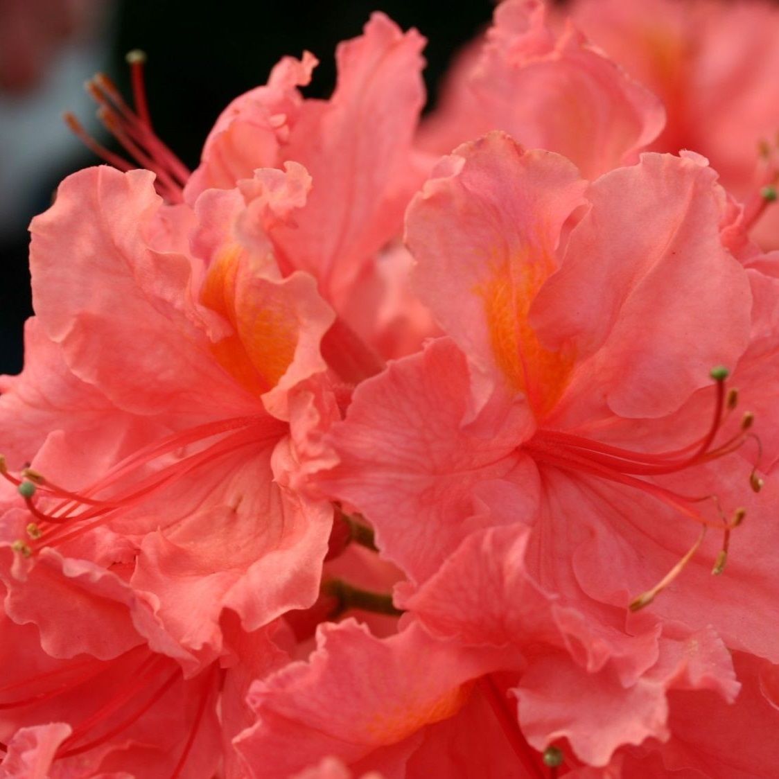 Азалия нэп-хилл Сарина V5