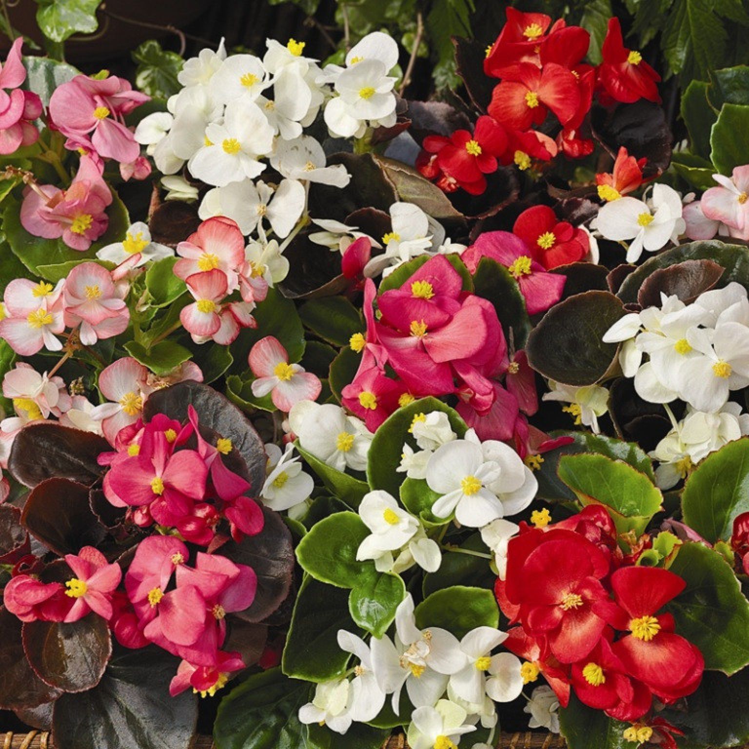 Рассада Бегония вечноцветущая d12 см