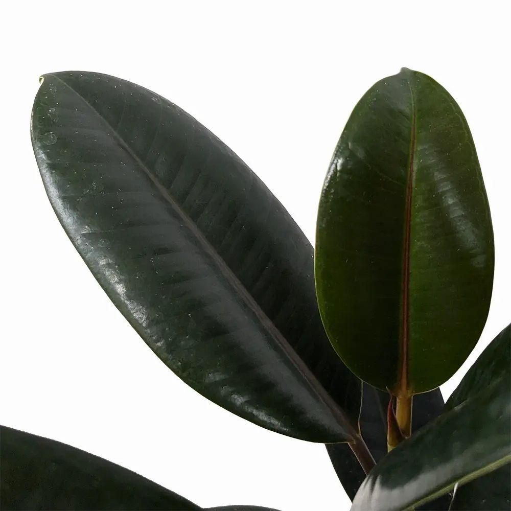 Фикус эластика Бургунди d12 см h30 см