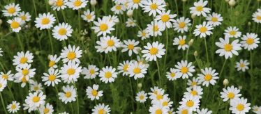 Семена лекарственных растений