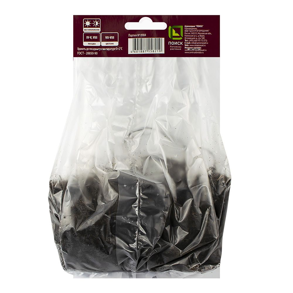 Флокс метельчатый Венди Хаус/К