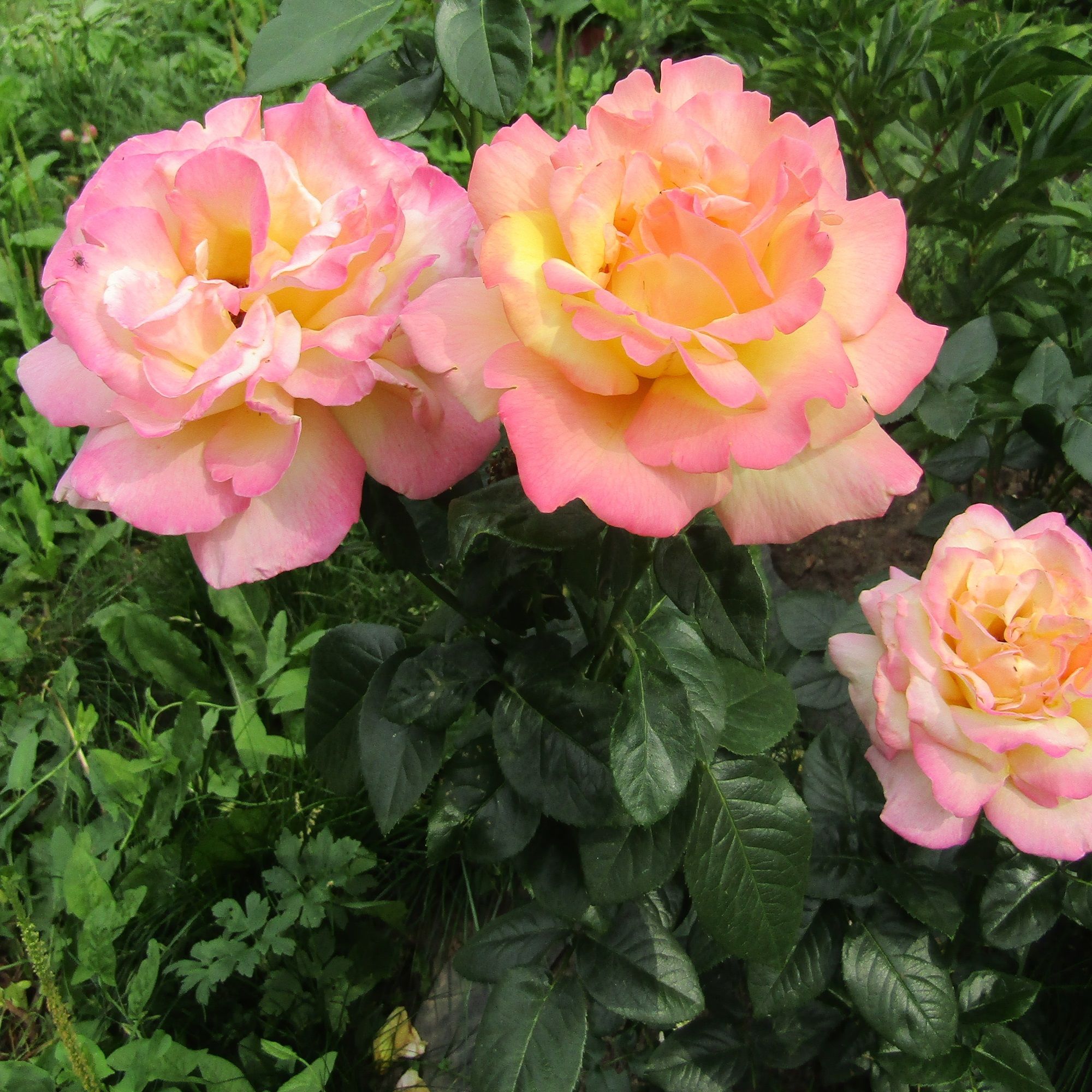 Роза чайно-гибридная Глория V5 Lav