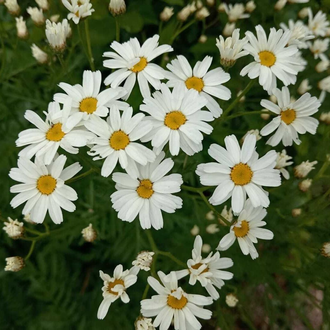 Нивянник ромашка 0,5-0,6 л