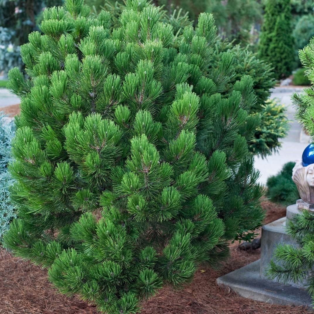 Сосна гельдрейха Компакт Гем V7,5