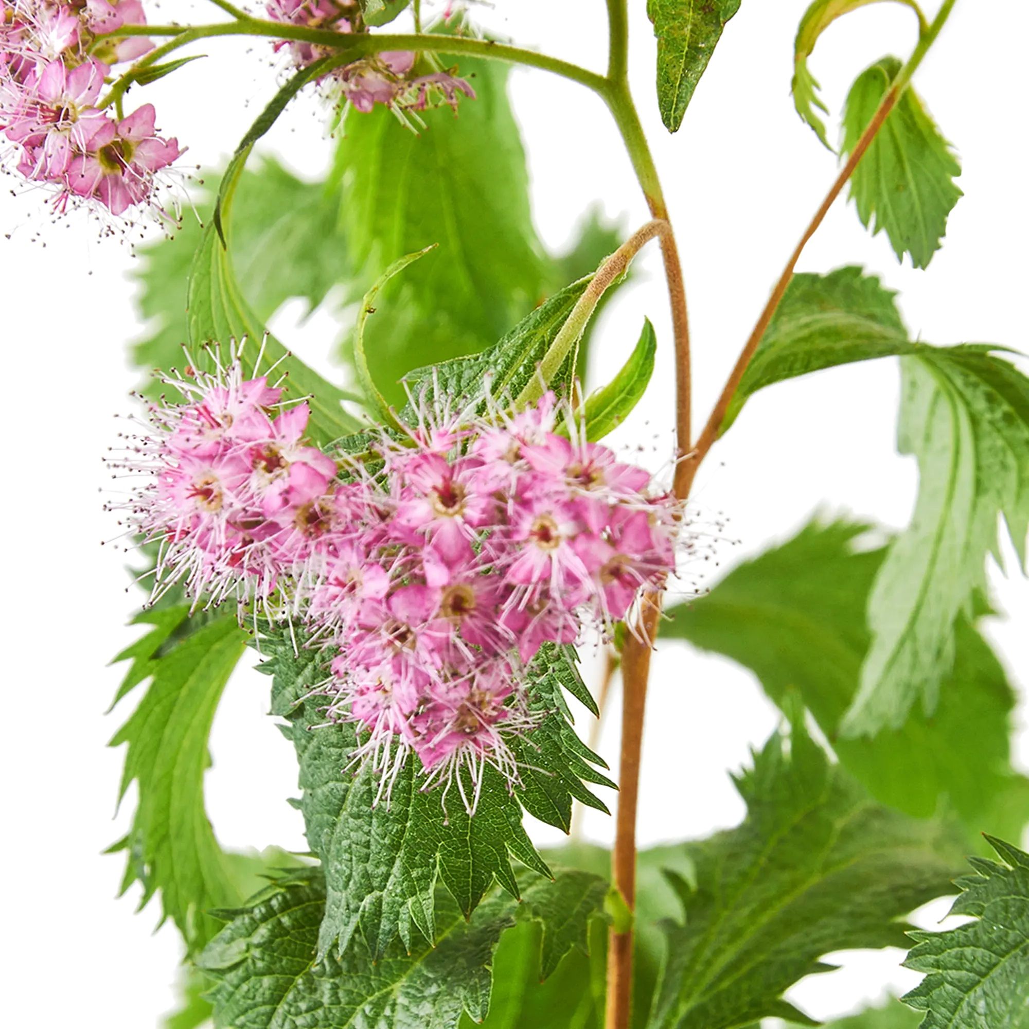 Спирея японская Криспа