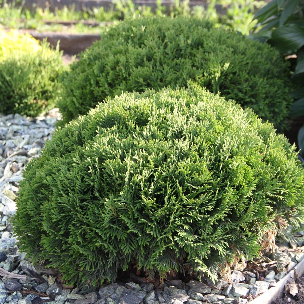 Туя западная Даника С5 h15-20 см