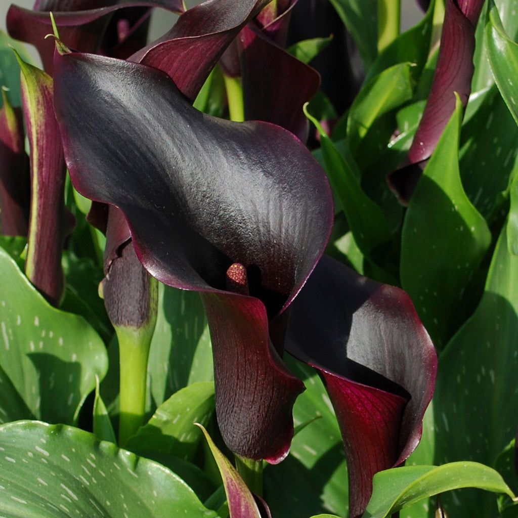 Калла черная 10-12 1 шт