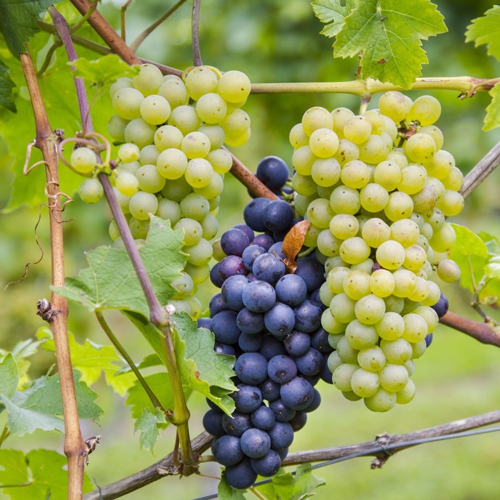 Виноград 2 категория