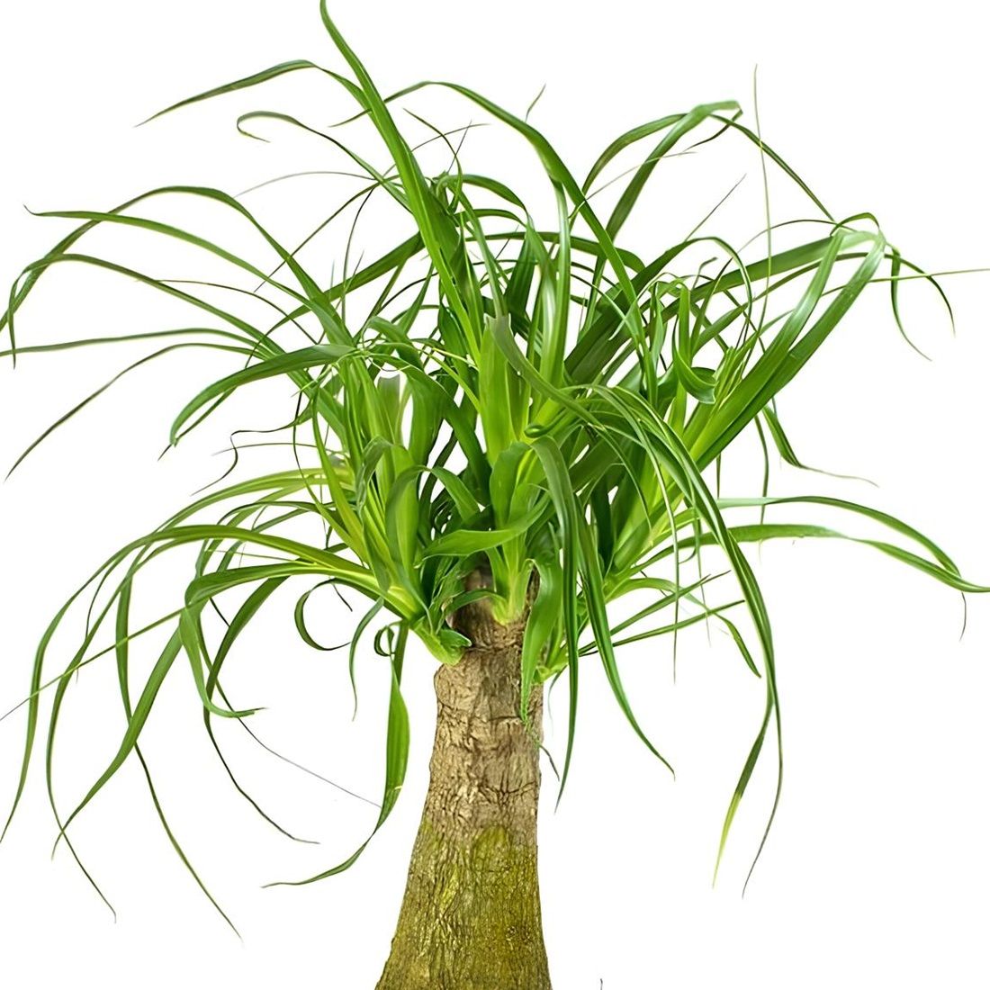 Нолина штамбовая d17 см h50 см