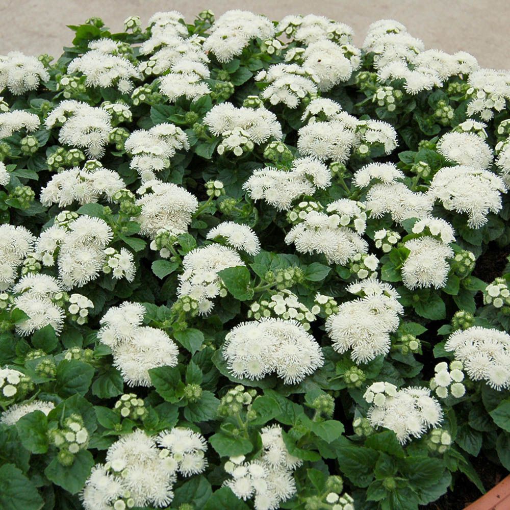 Агератум Белый шар (ЦВ) ("1) 0,1гр.