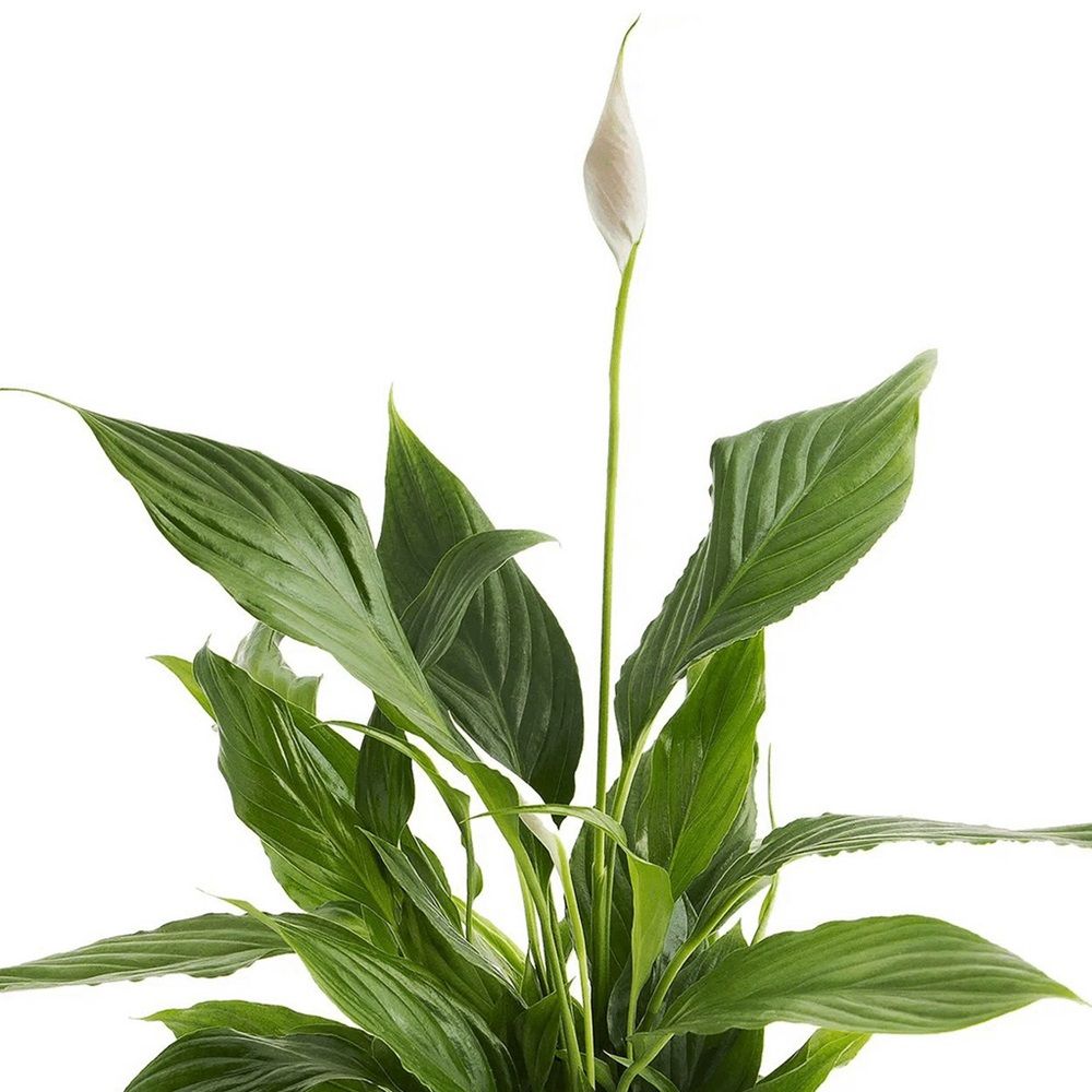 Спатифиллум Изабелла d19 см h80 см