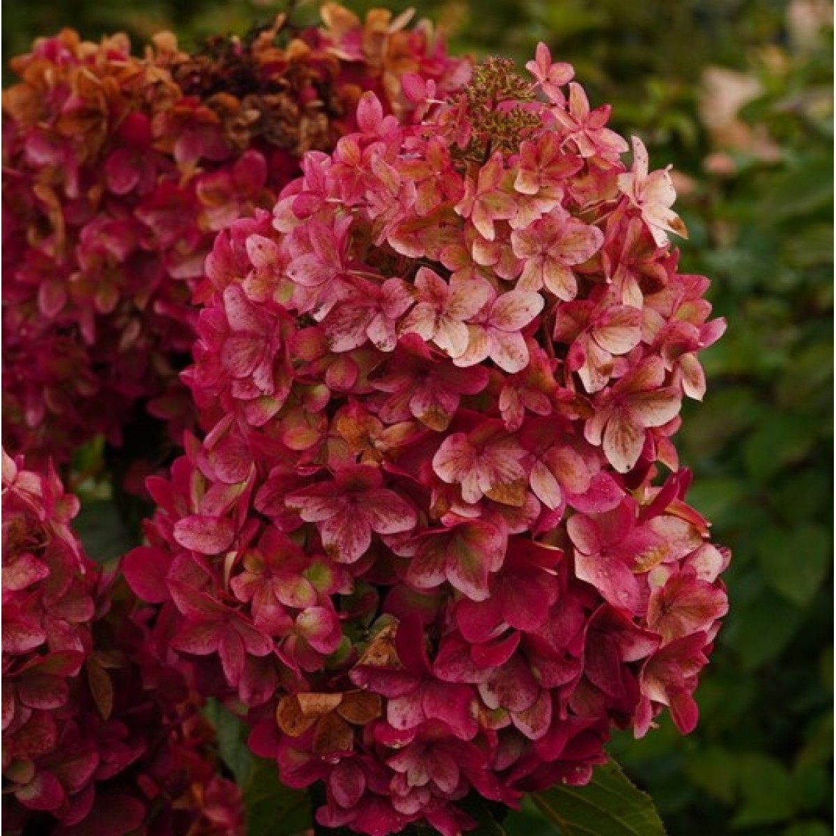 Гортензия метельчатая Металлика 2 л