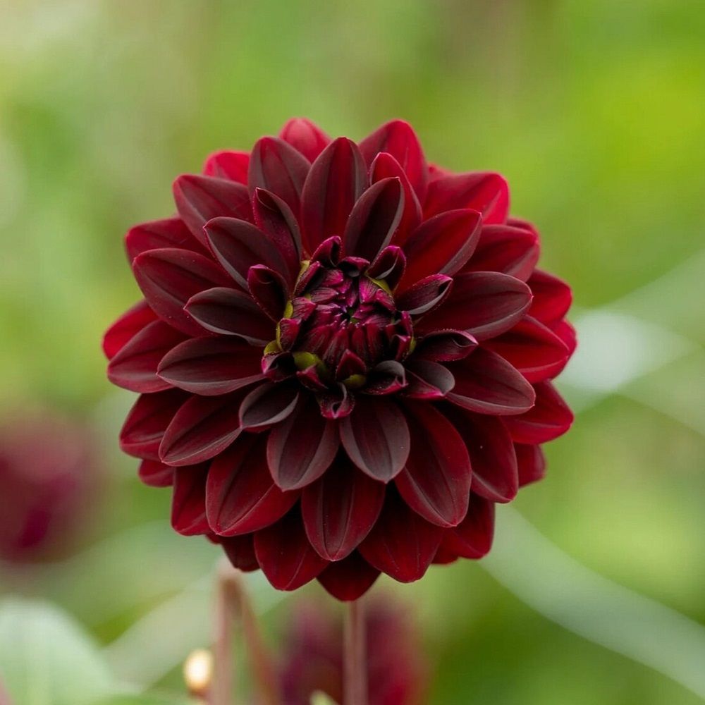 Георгина декоративная Арабиан Найт I 1 шт