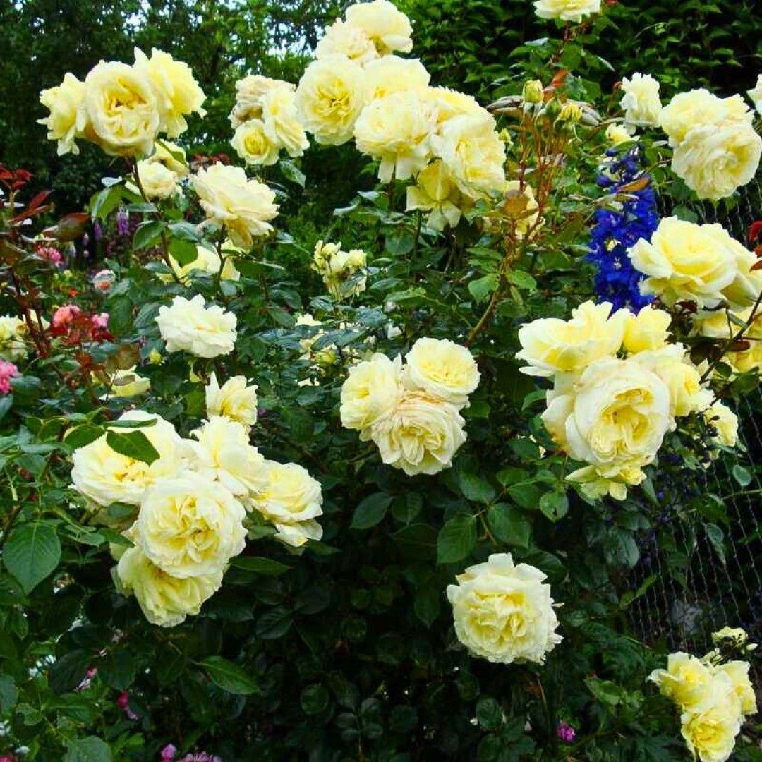 Роза плетистая Эльф V7