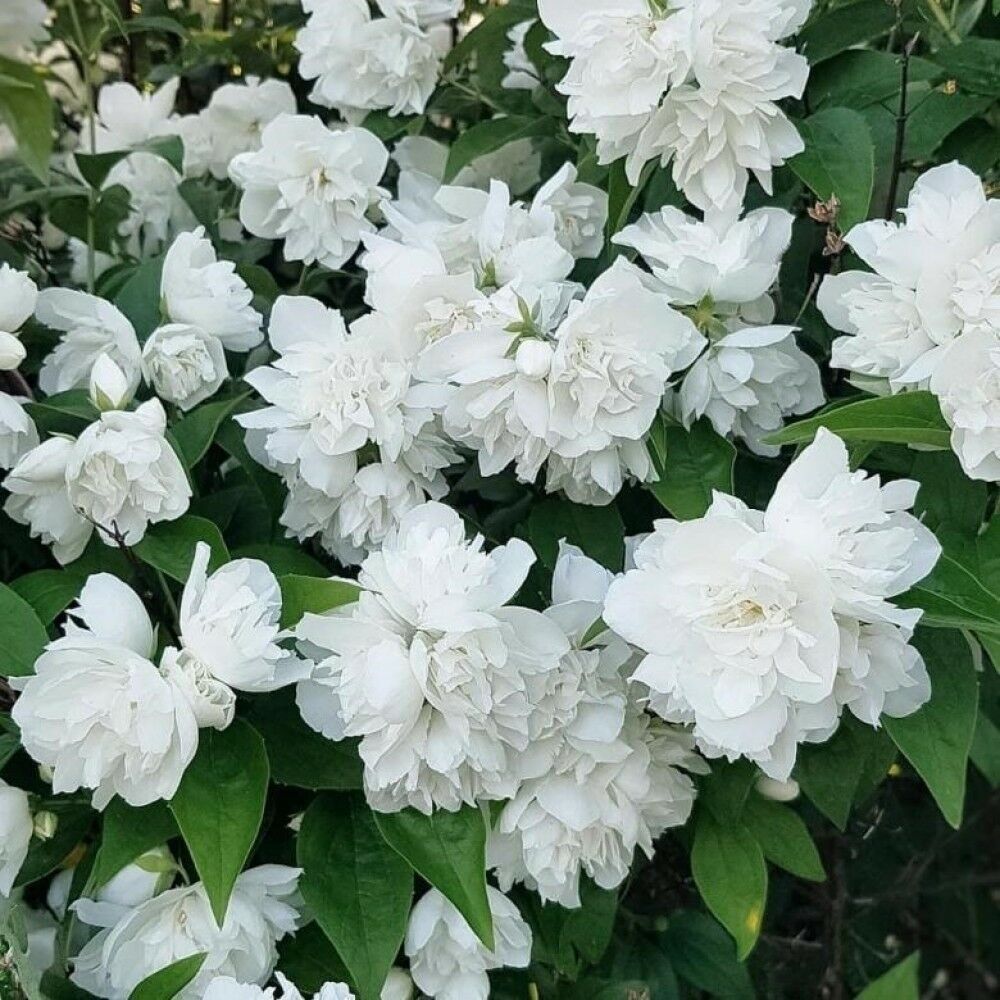 Чубушник (Жасмин садовый) С2