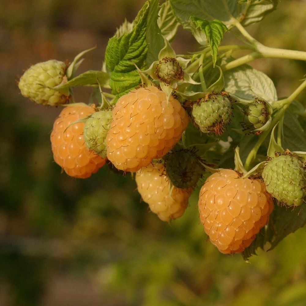 Малина ремонтантная желтая Светлячок ЗКС