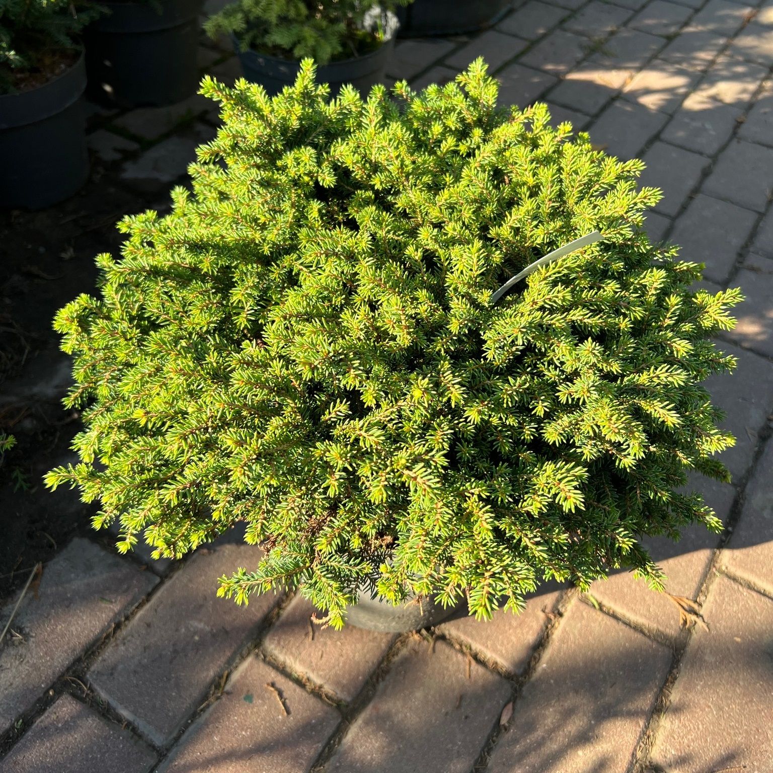 Ель Абиес Литтл d23 см h50 см