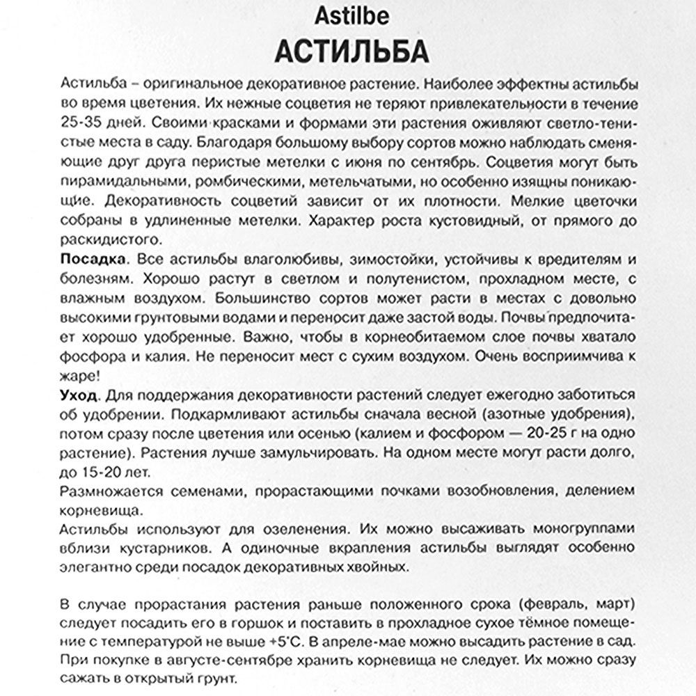 Астильба Арендса Глат