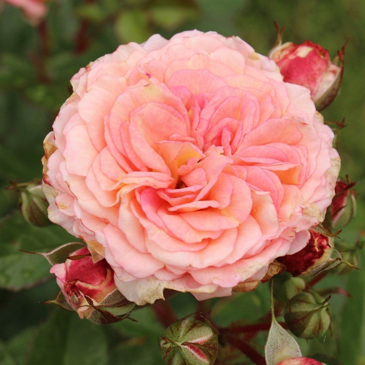 Роза флорибунда Амаретто С7