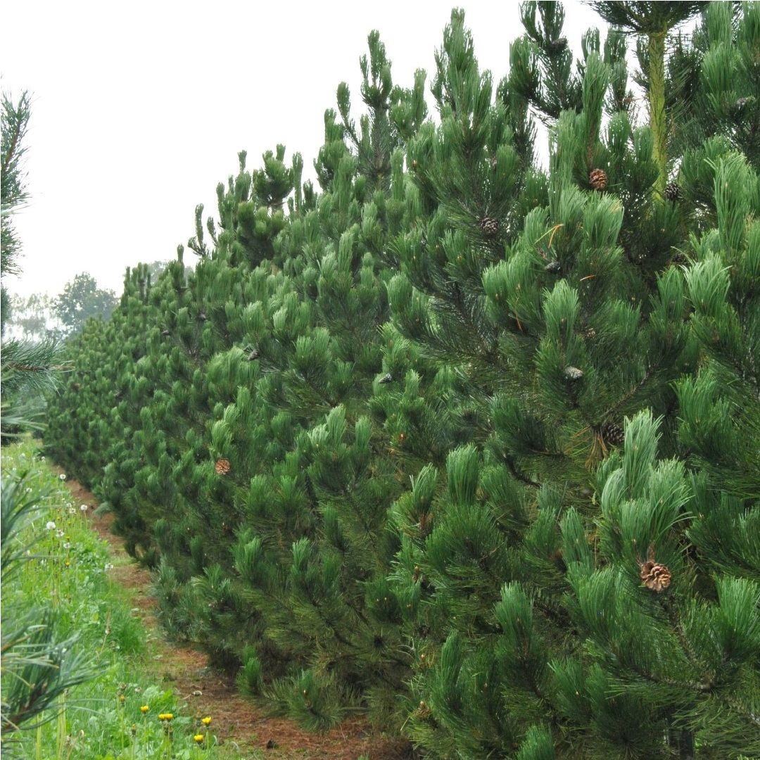 Сосна гельдрейха Линденхоф V2