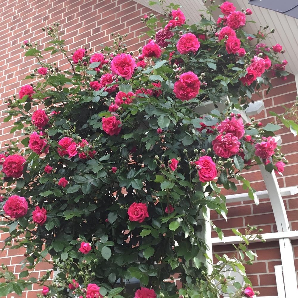 Роза плетистая Лагуна V5 Lav